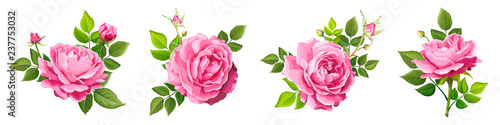 Lovely rose flower