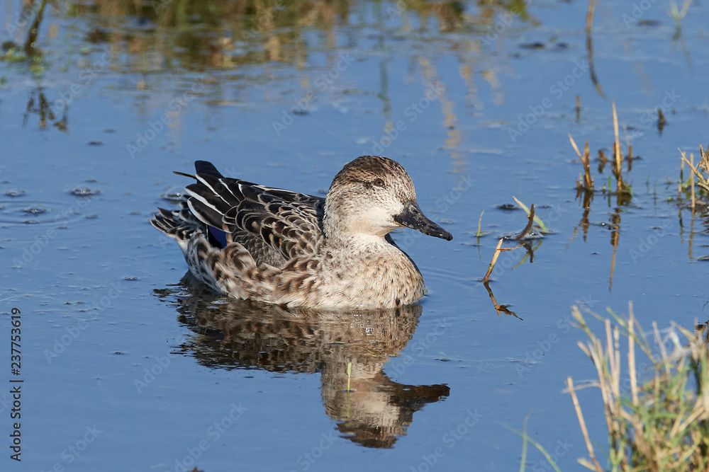 Fototapeta premium Eurasian teal (Anas crecca)
