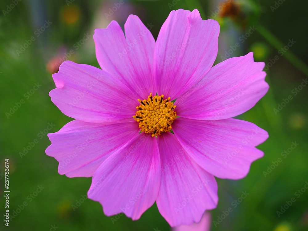 cosmos flower close up over clear sky