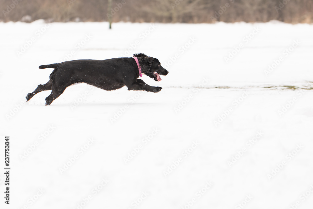 Cocker spaniel running in snow 10 Cocker spaniel running in snow 10