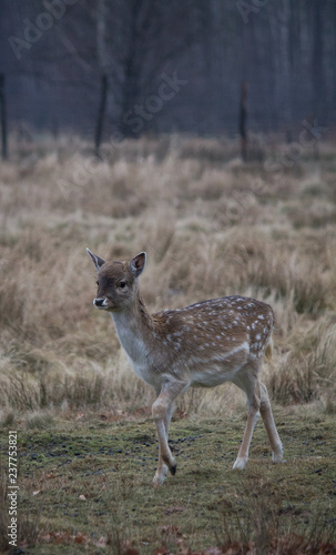 Fototapeta Naklejka Na Ścianę i Meble -  Young fallow deer (Dama dama) in autumn season.