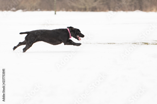 Cocker spaniel running in snow 10