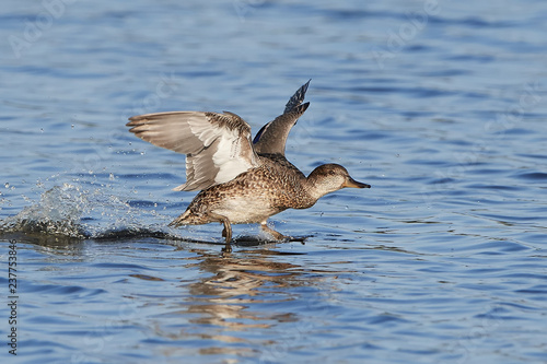 Eurasian teal (Anas crecca) © dennisjacobsen