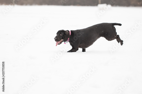 Cocker spaniel running in snow 9