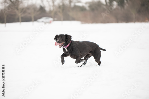 Cocker spaniel running in snow 6