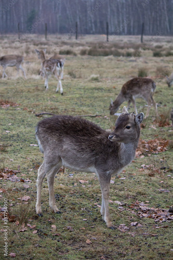 Young fallow deers (Dama dama) in autumn season. Young fallow deers (Dama dama) in autumn season.