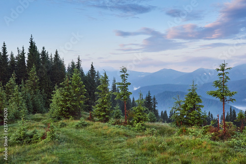 Misty Carpathian mountain landscape with fir forest, the tops of trees sticking out of the fog