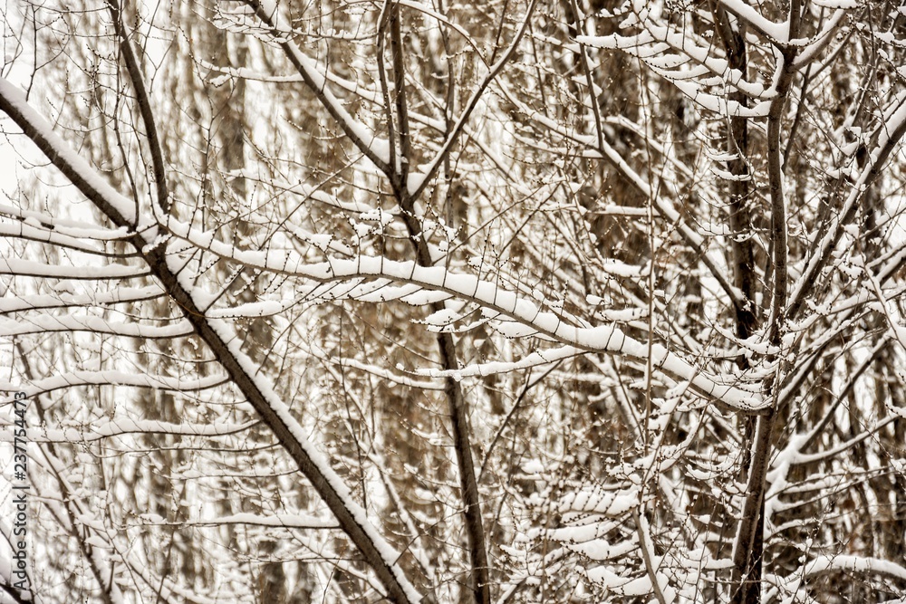 snow twig background snow twig background