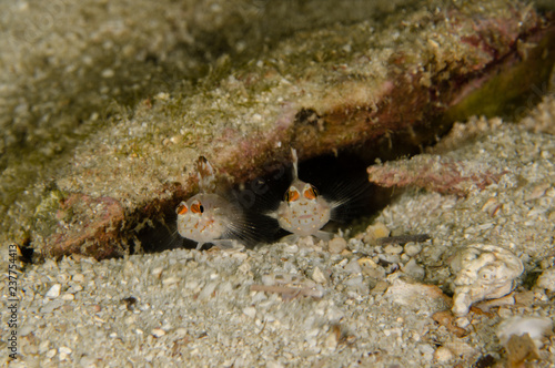 A couple of Signalfin/Flasher goby (Fusigobius signipinnis) hiding under a rockon the coral reef in Koh Tao, Thailand photo