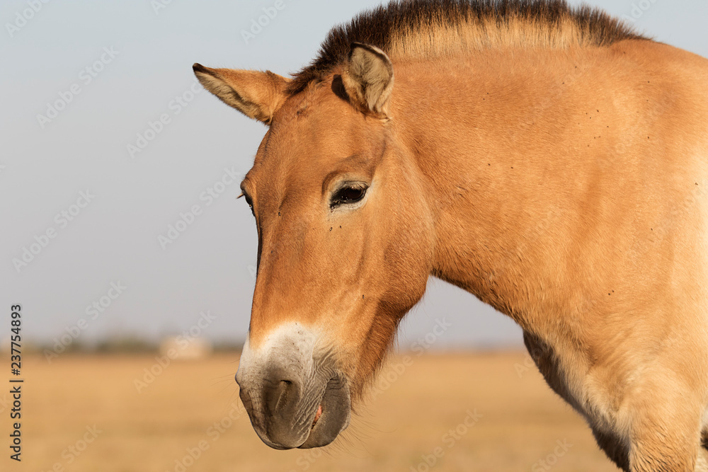 Fototapeta premium wild horses of Przewalski