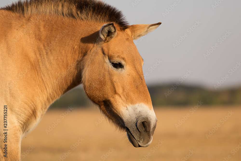 wild horses of Przewalski wild horses of Przewalski