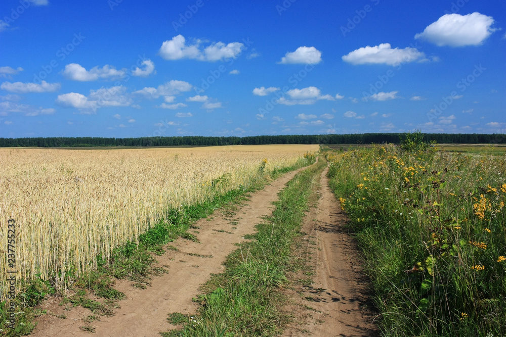 Dirt country road in a field of wheat Dirt country road in a field of wheat