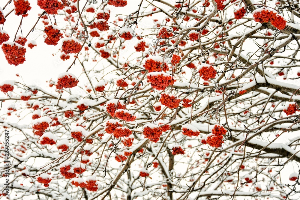 rowan under the snow rowan under the snow