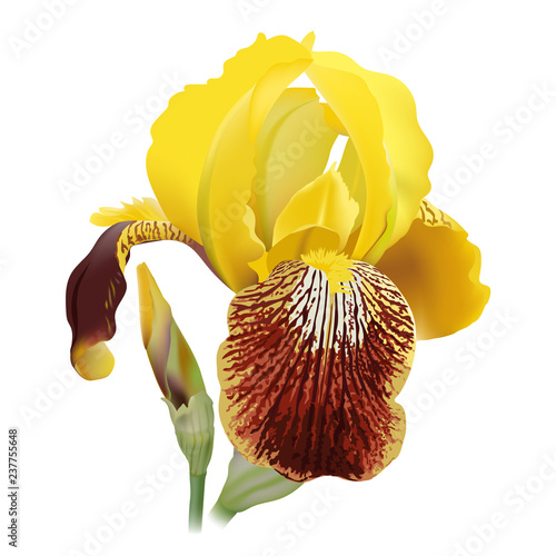 Iris flower. Hand drawn realistic vector illustration of delicate yellow bloom with rippled petals on white background.
