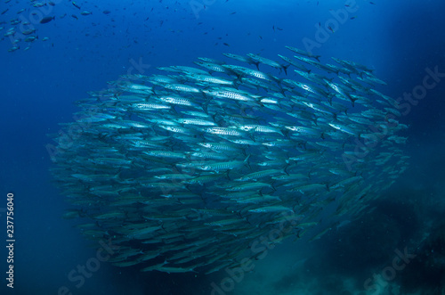 School of Chevron Barracuda, Sphyraena putnamiae