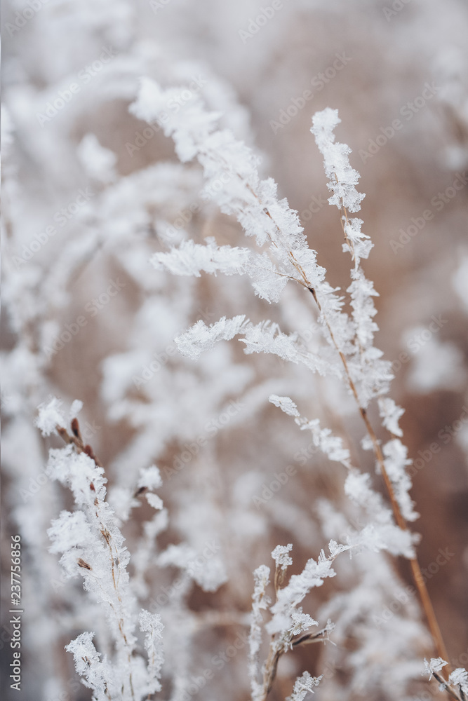 frozen winter plant in the wild landscape