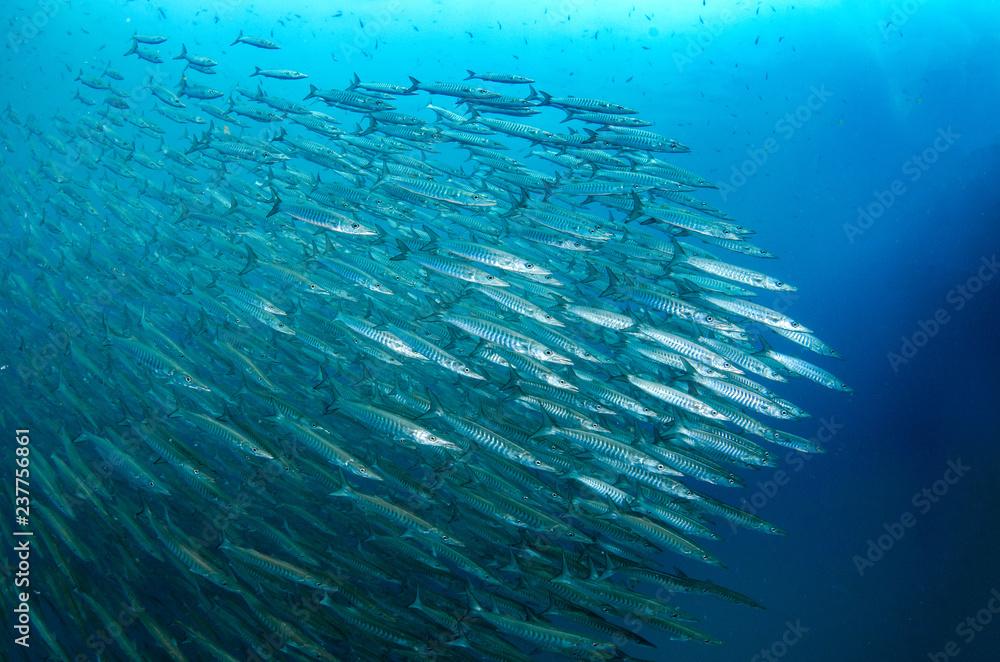 School of Chevron Barracuda, Sphyraena putnamiae School of Chevron Barracuda, Sphyraena putnamiae