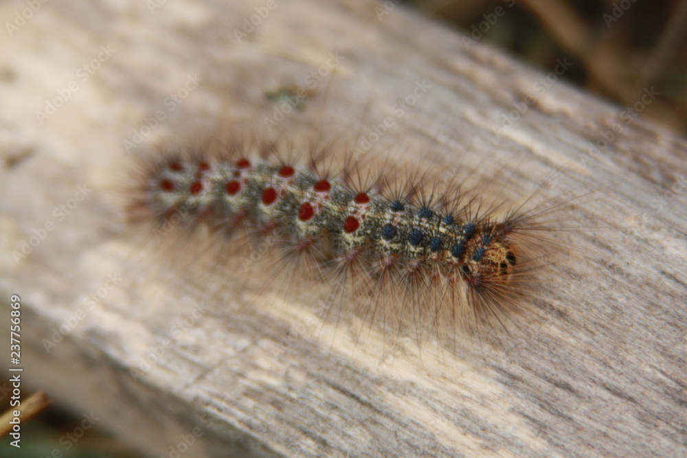 Gyspy Moth Caterpillar close-up. Lymantria Dispar Gyspy Moth Caterpillar close-up. Lymantria Dispar