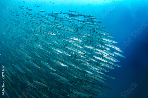 Canvastavla School of Chevron Barracuda, Sphyraena putnamiae