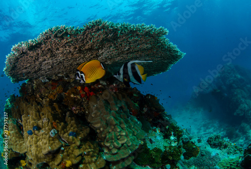 A couple of Hong Kong Butterflyfish (Chaetodon wiebeli) with a schooling bannerfish (Heniochus diphreutes) under a big table coral, Koh Tao, Thailand  photo