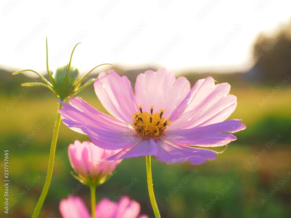 cosmos flower close up over clear sky cosmos flower close up over clear sky