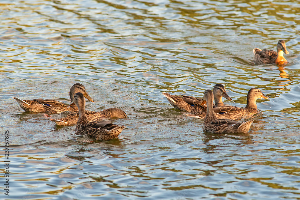 Naklejka premium Female mallard duck (anas platyrhynchos) on Danube river
