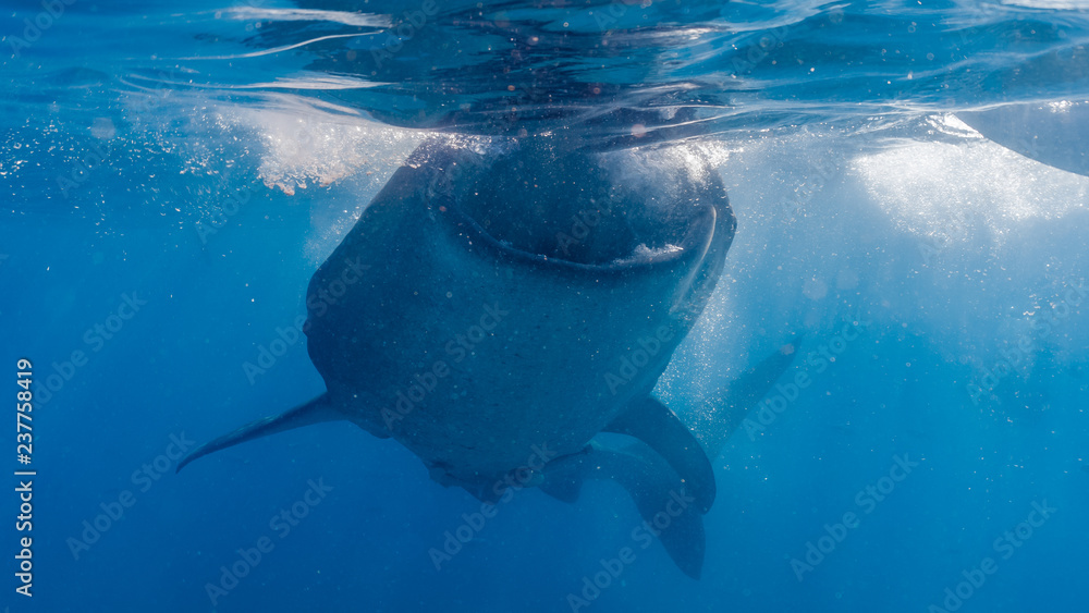 Obraz premium Whale shark watching in Oslob, Cebu fed with krill closeup