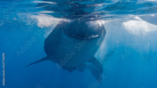 Whale shark watching in Oslob, Cebu fed with krill closeup