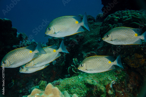 Closeup of a group of Gold saddle/Yellow spot Rabbitfish, (Siganus guttatus) on the coral reefs of Koh Tao, Thailand