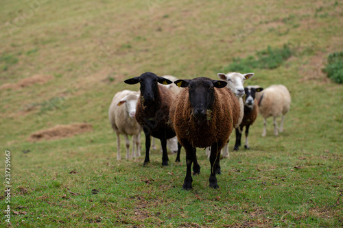 Fototapeta Naklejka Na Ścianę i Meble -  Castellana sheep breed