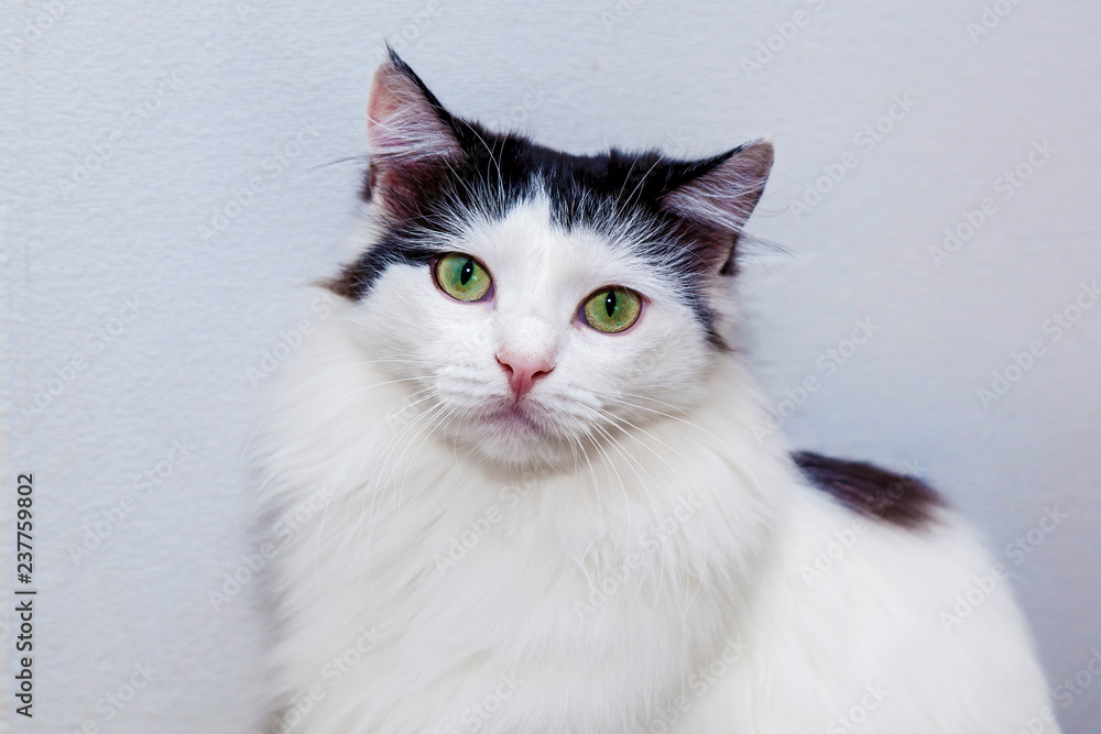 Fototapeta premium Black and white cat