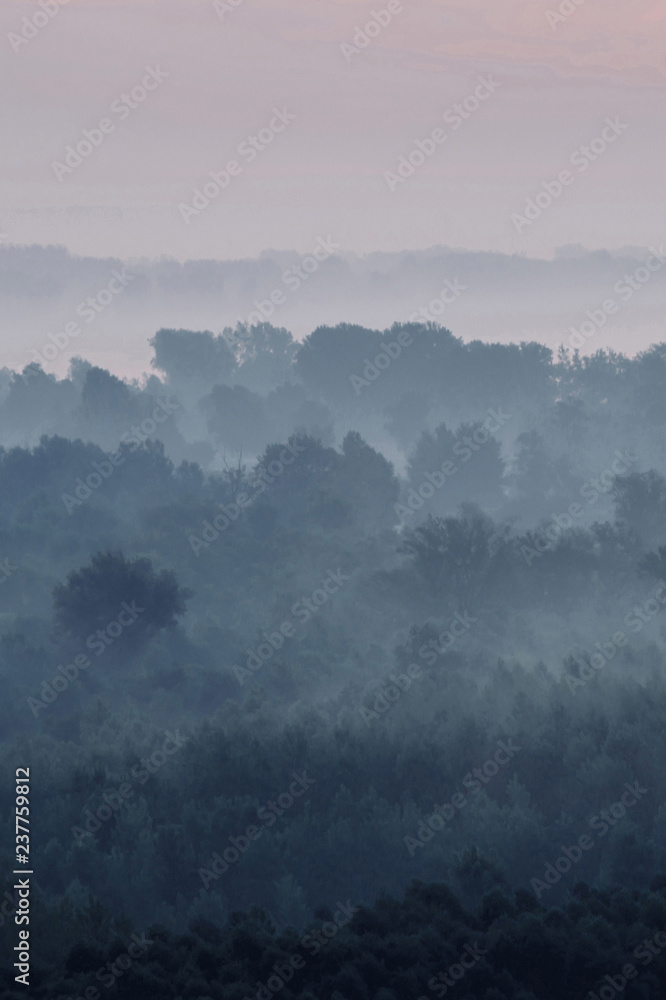 Mystical view on forest under haze at early morning. Eerie mist among layers from tree silhouettes in taiga under predawn sky. Atmospheric minimalistic landscape of majestic nature in faded blue tones Mystical view on forest under haze at early morning. Eerie mist among layers from tree silhouettes in taiga under predawn sky. Atmospheric minimalistic landscape of majestic nature in faded blue tones