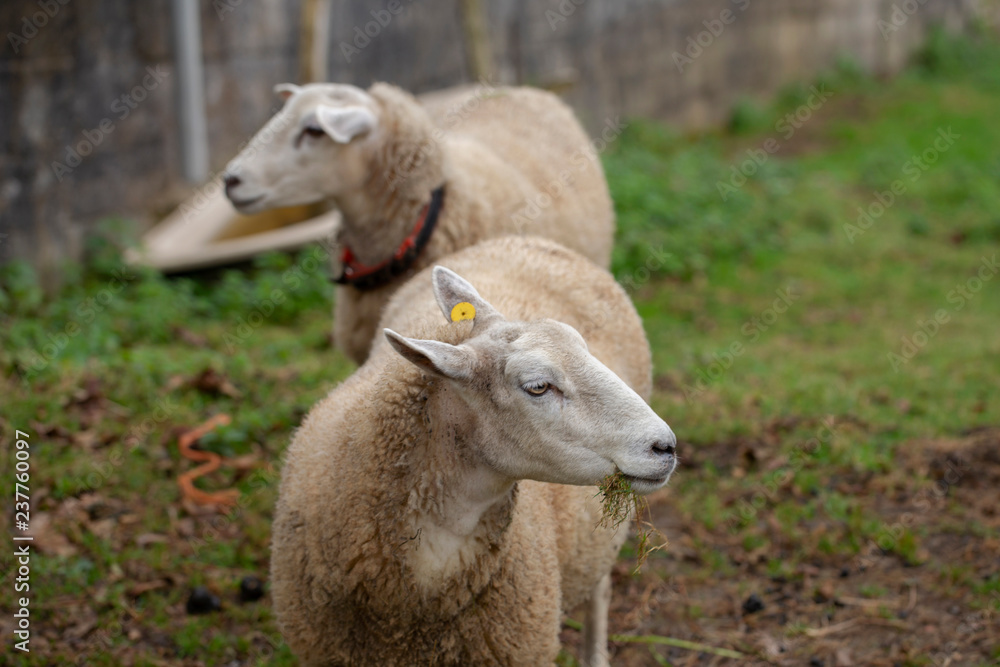 Castellana sheep breed