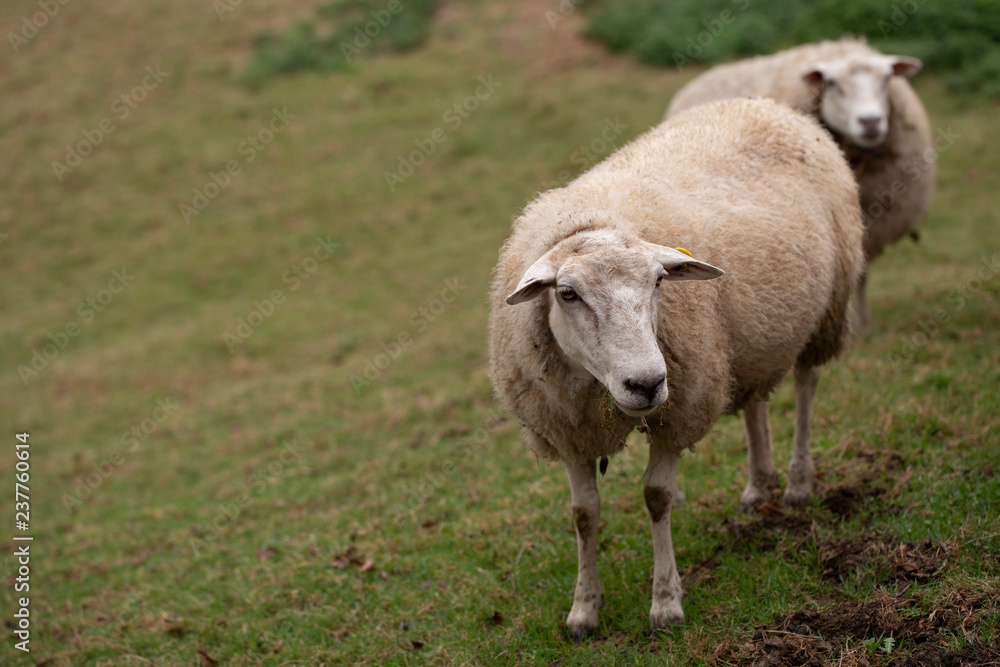 Fototapeta premium Castellana sheep breed