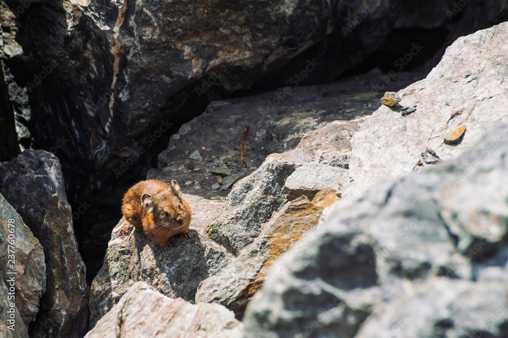 Pika rodent on stones in highlands. Small curious animal on colorful rocky hill. Little fluffy cute mammal on picturesque boulders in mountains. Small mouse with big ears. Little nimble pika. Pika rodent on stones in highlands. Small curious animal on colorful rocky hill. Little fluffy cute mammal on picturesque boulders in mountains. Small mouse with big ears. Little nimble pika.