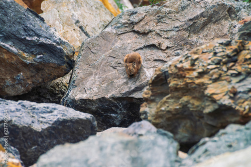 Pika rodent on stones in highlands. Small curious animal on colorful rocky hill. Little fluffy cute mammal on picturesque boulders in mountains. Small mouse with big ears. Little nimble pika.