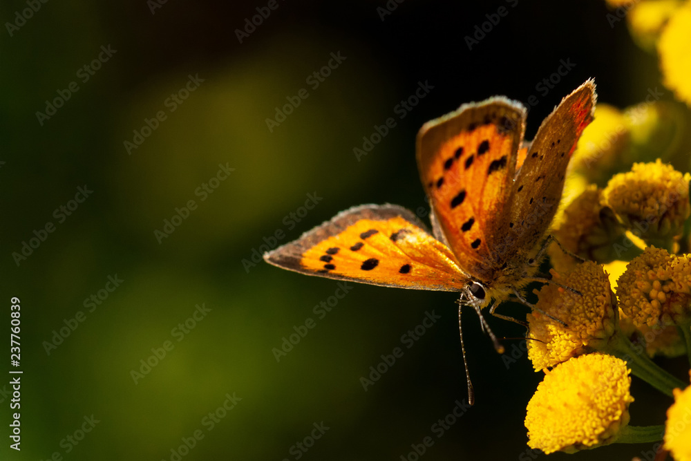 Obraz premium Kleiner Feuerfalter