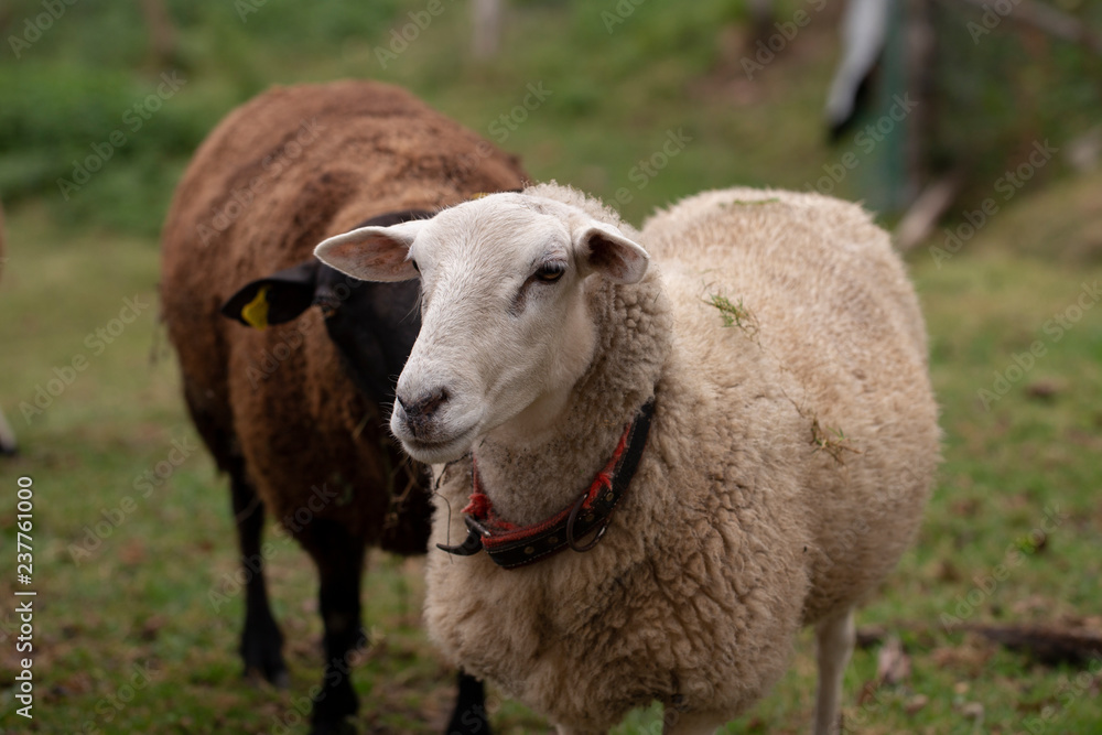 Castellana sheep breed
