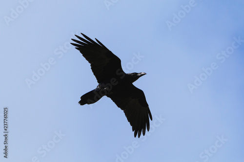 Common raven Corvus corax flying siluet in blue sky