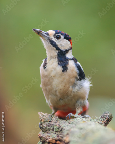 Fotografi Great spotted woodpecker (Dendrocopos major)