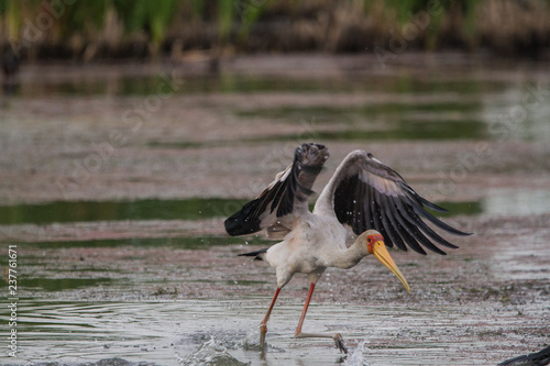 Yellow-billed Stock  photo