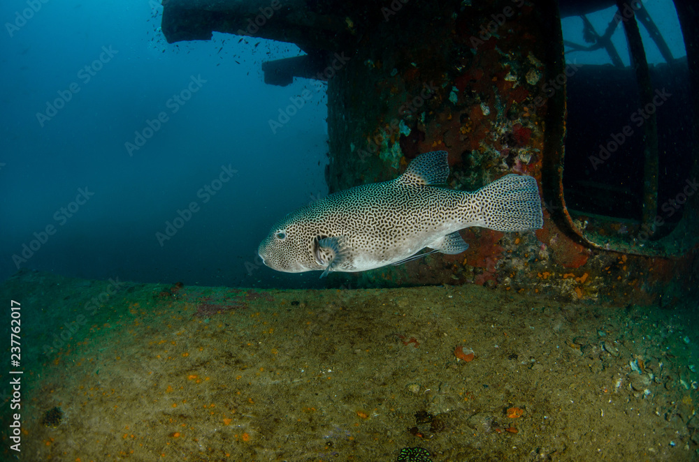 Starry pufferfish , Arothron stellatus swimming around shipwreck Starry pufferfish , Arothron stellatus swimming around shipwreck