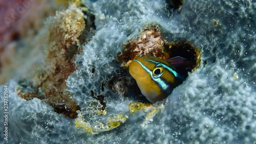 Blue lined sabre tooth blenny plagiotremus rhinorhynchos peering out from it's home, Raja Ampat, Indonesia photo