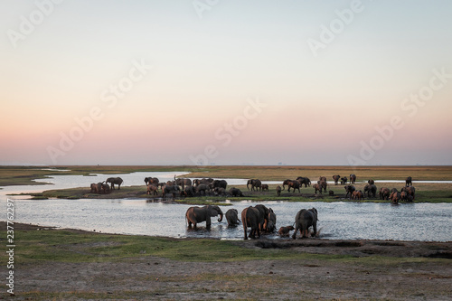 Photography A big herd of elephants crossing the chobe river in Botswana