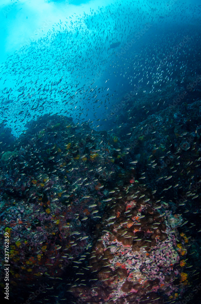 Fototapeta premium Tropical coral reef with schools of fish