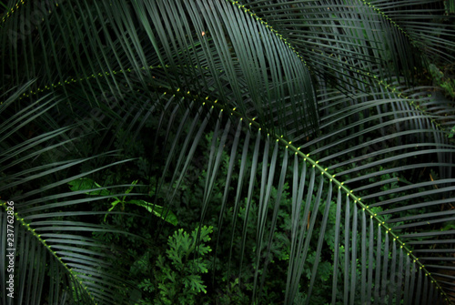 Tropical Fronds