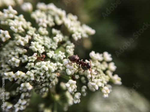 ant on white flower