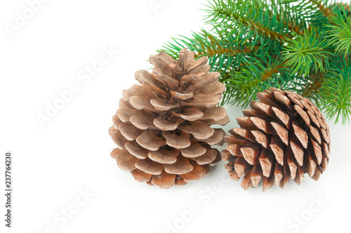 Pine cones and fir branch on white background