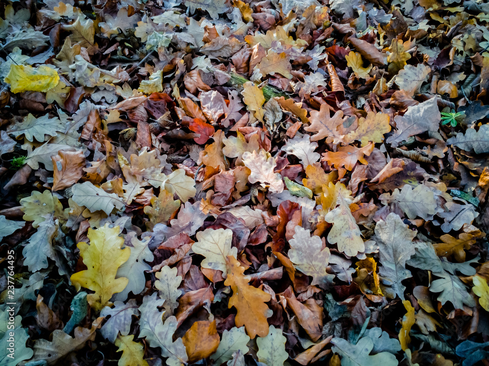 Eichenlaub im Herbst