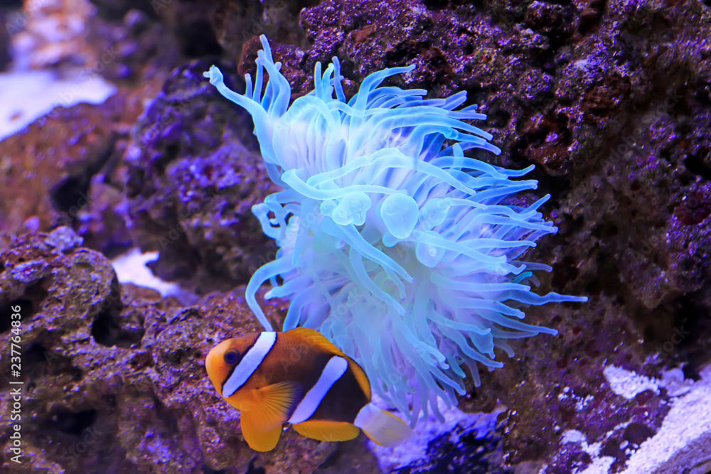 Fototapeta premium Coral and tropical fish